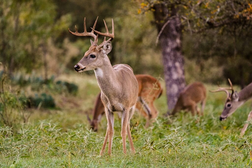 Whitetail Buck during deer season